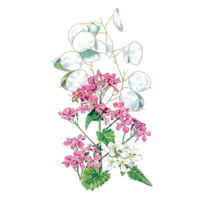 Honesty Money Plant Seeds
