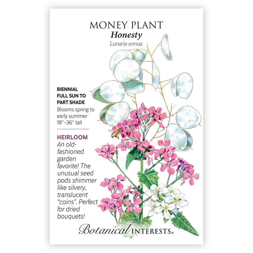 honesty plant seeds Honesty Money Plant Seeds