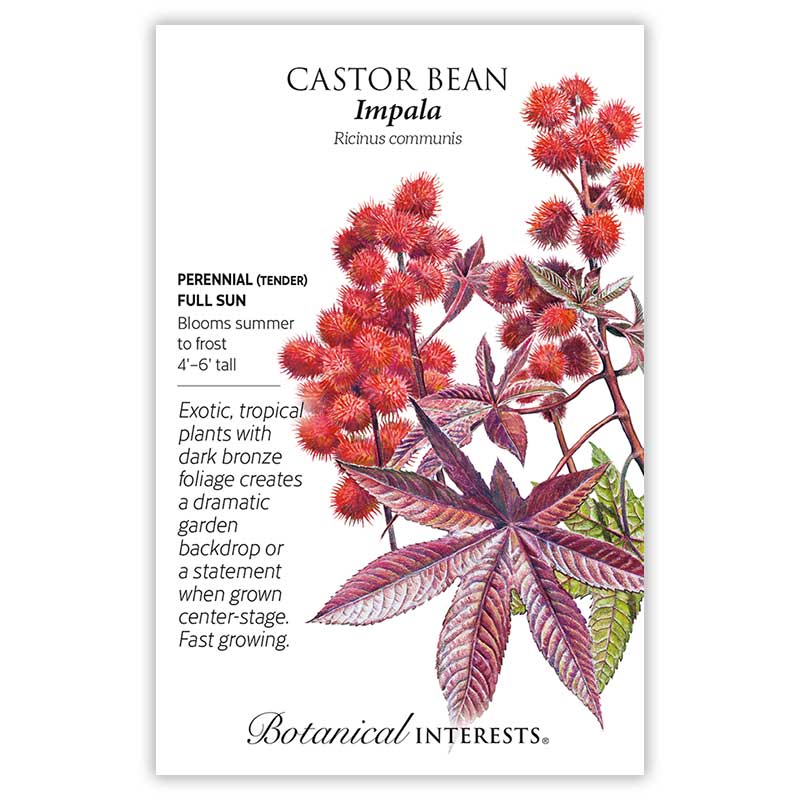 castor bean plant seeds Impala Castor Bean Seeds