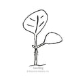 Chinese Lantern Seeds