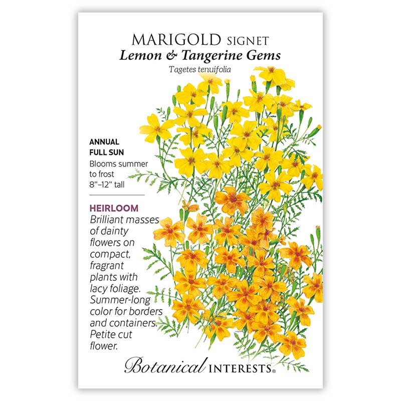 tangerine gem marigold seeds Lemon & Tangerine Gems Signet Marigold Seeds