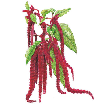 planting love lies bleeding seeds Love-Lies-Bleeding Amaranth Seeds – Botanical Interests