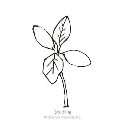 Love-Lies-Bleeding Amaranth Seeds