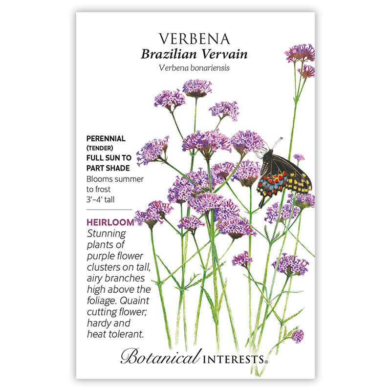 lemon verbena plant seeds Brazilian Vervain Verbena Seeds