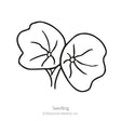 Butterscotch Nasturtium Seeds
