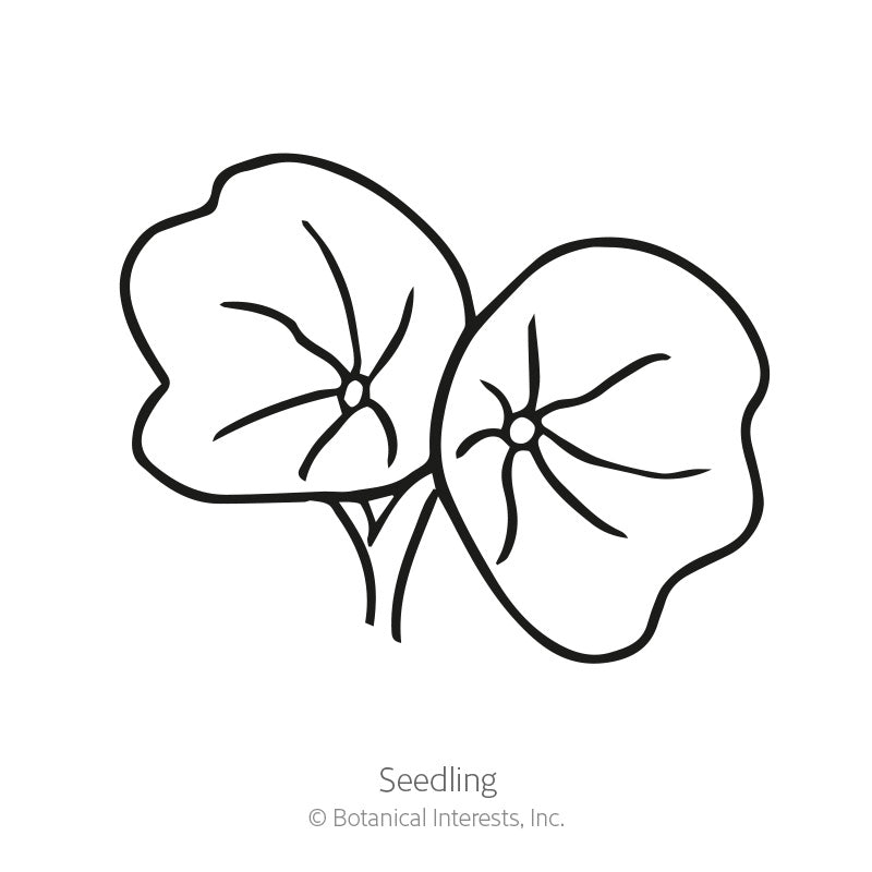 Butterscotch Nasturtium Seeds