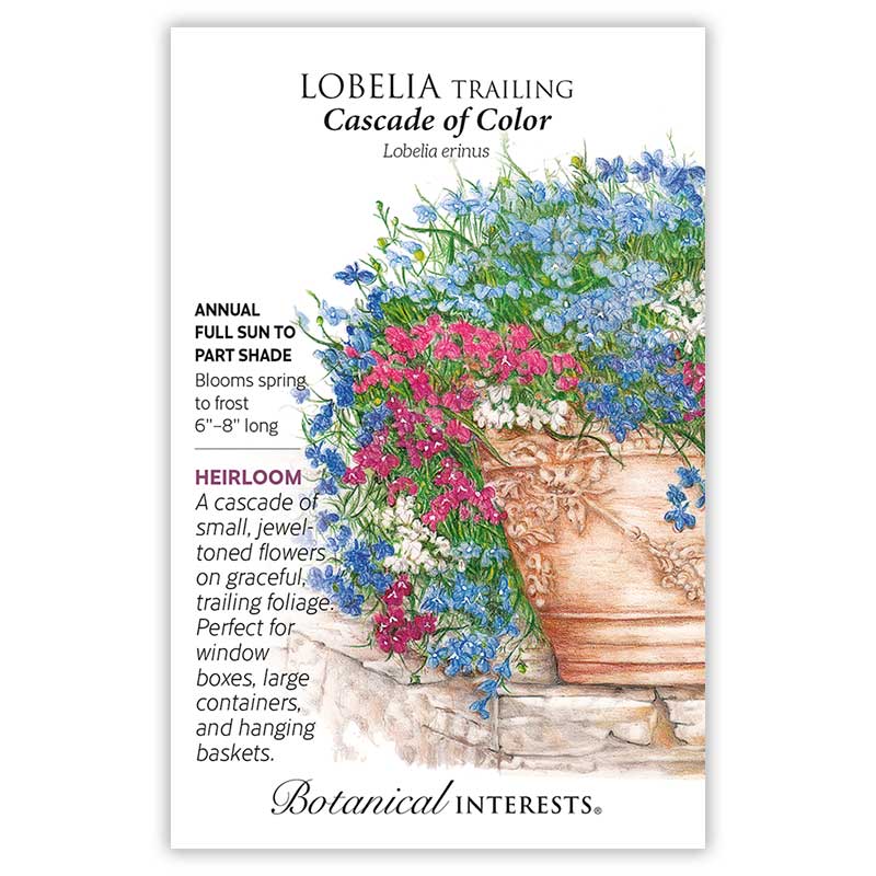 cascading flower seeds Cascade of Color Trailing Lobelia Seeds – Botanical Interests