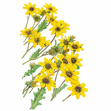 Chocolate Flower Seeds