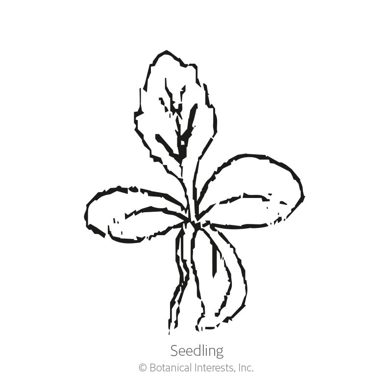 black and white flower seeds Chocolate Flower Seeds