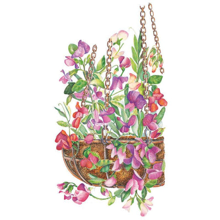 can i plant sweet peas in a hanging basket Little Sweetheart Sweet Pea Seeds – Botanical Interests