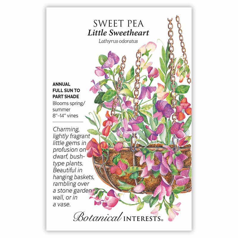sweet pea plants for hanging baskets Little Sweetheart Sweet Pea Seeds