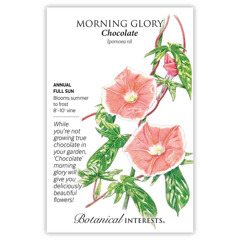 chocolate plant seeds Chocolate Morning Glory Seeds