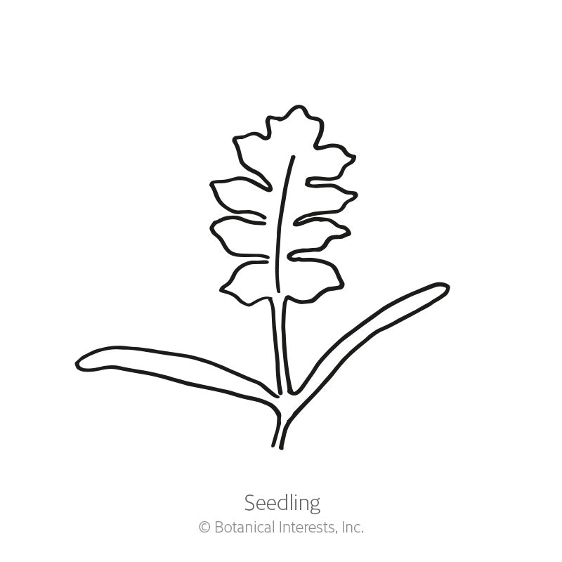 Amazing Grey Corn Poppy Seeds
