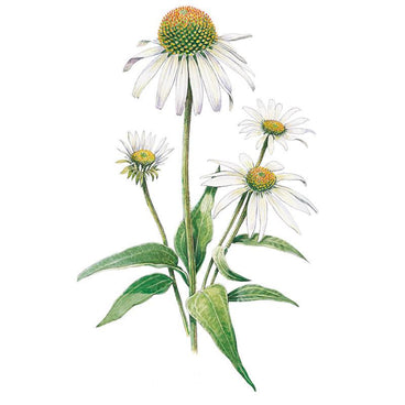 growing echinacea white swan from seed White Swan Echinacea Seeds – Botanical Interests