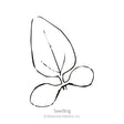 White Swan Echinacea Seeds