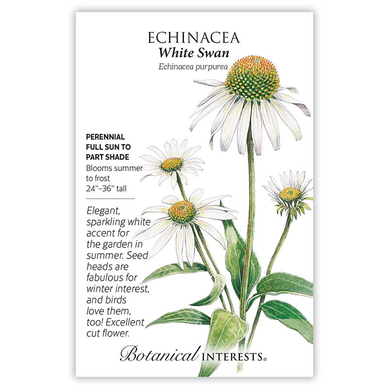 growing echinacea white swan from seed White Swan Echinacea Seeds