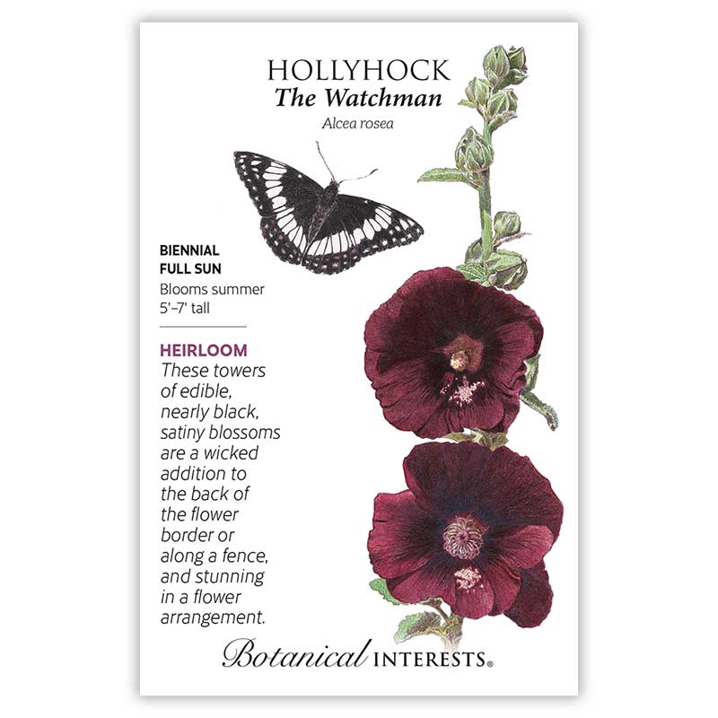 The Watchman Hollyhock Seeds