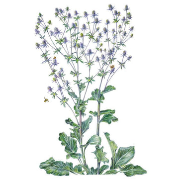 Steel Blue Sea Holly Seeds