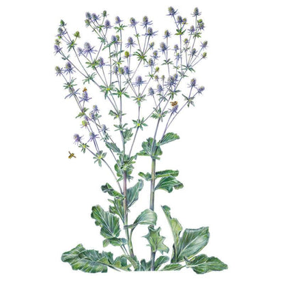 Steel Blue Sea Holly Seeds