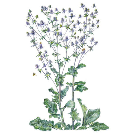 holly flower seed Steel Blue Sea Holly Seeds – Botanical Interests
