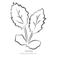 Steel Blue Sea Holly Seeds