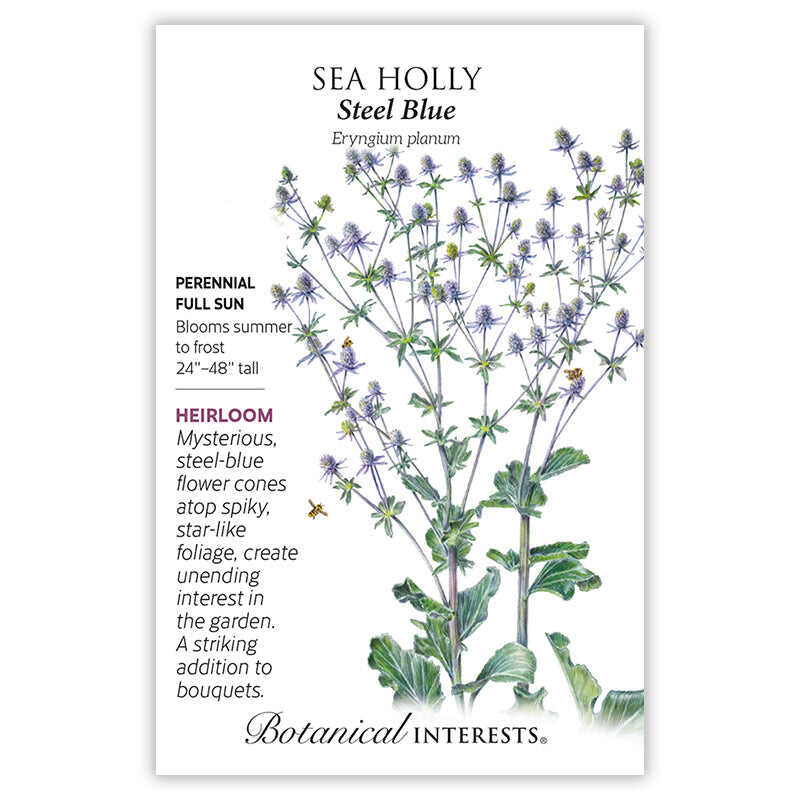 planting sea holly seeds Steel Blue Sea Holly Seeds