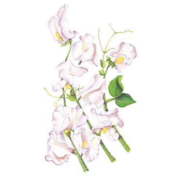 High Scent Sweet Pea Seeds