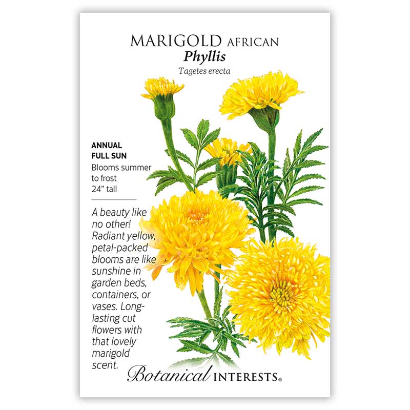 Phyllis African Marigold Seeds