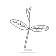 Irresistible Blend Milkweed/Butterfly Flower Seeds