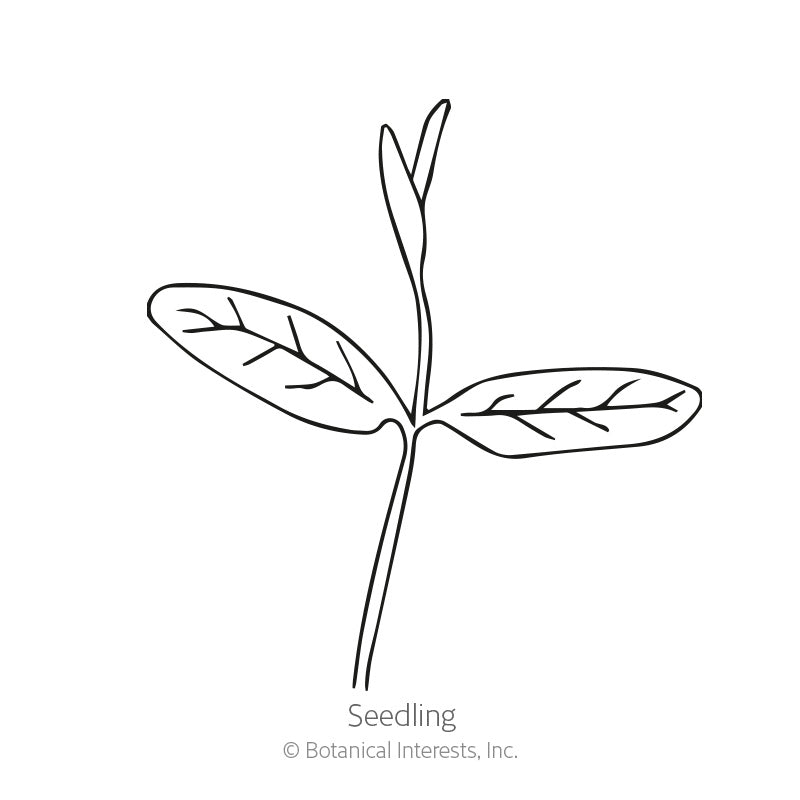 Irresistible Blend Milkweed/Butterfly Flower Seeds