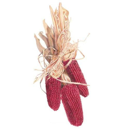 strawberry popcorn seeds Strawberry Popcorn Corn Seeds – Botanical Interests