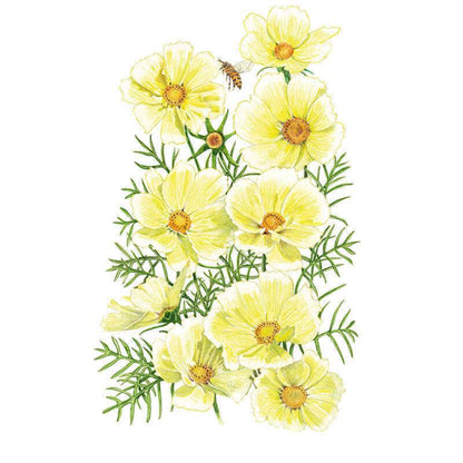 Xanthos Cosmos Seeds