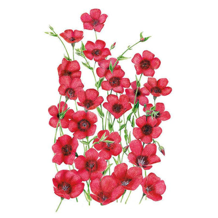 Scarlet Flax Heirloom Seeds – Botanical Interests