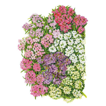 pastel flower seeds Allure Pastel Blend Sweet Alyssum Seeds
