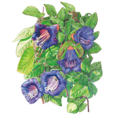 cup and saucer flower seeds Blue Cathedral Bells Cup and Saucer Vine Seeds – Botanical Interests