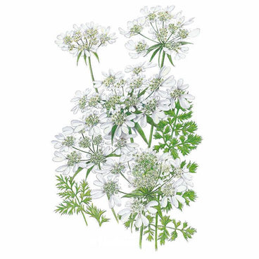 orlaya flower seeds White Lace Orlaya Seeds – Botanical Interests