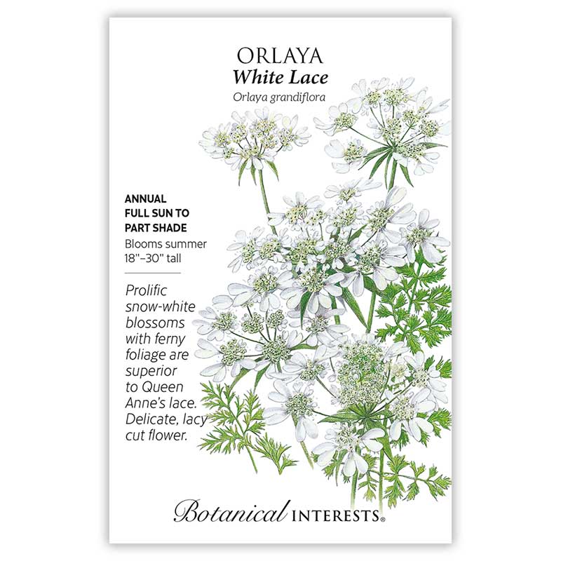 white lace flower seeds White Lace Orlaya Seeds