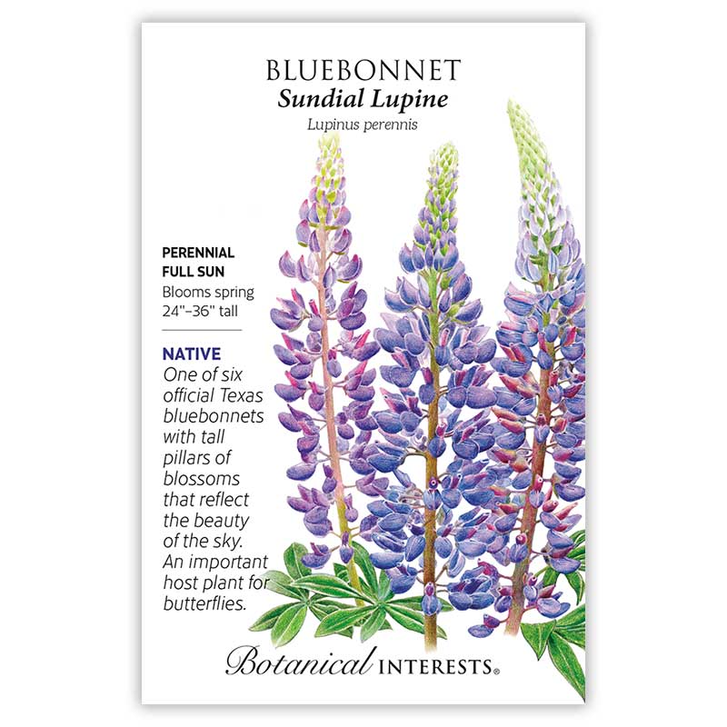 Sundial Lupine Bluebonnet Seeds