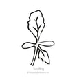 China Aster Blend Aster Seeds