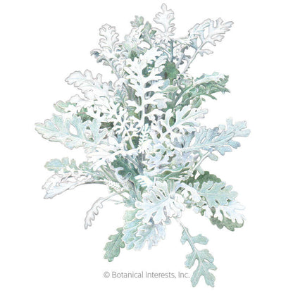 Silverdust Dusty Miller Seeds