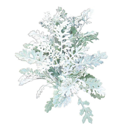 Silverdust Dusty Miller Seeds