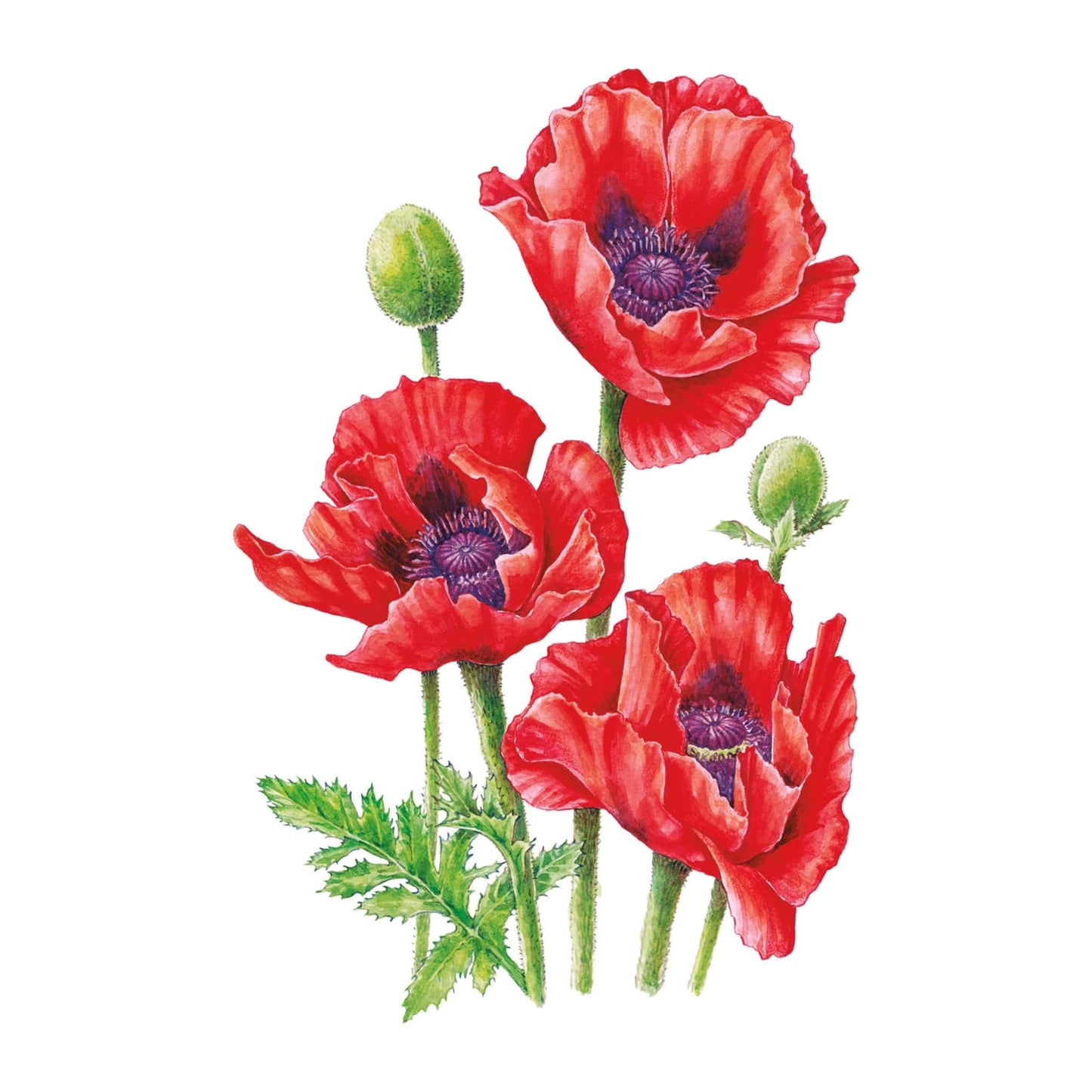 Brilliant Oriental Poppy Seeds