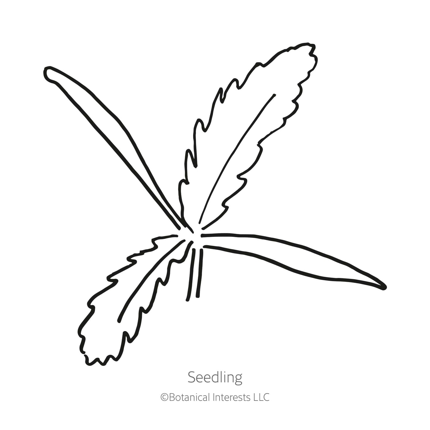 Brilliant Oriental Poppy Seeds