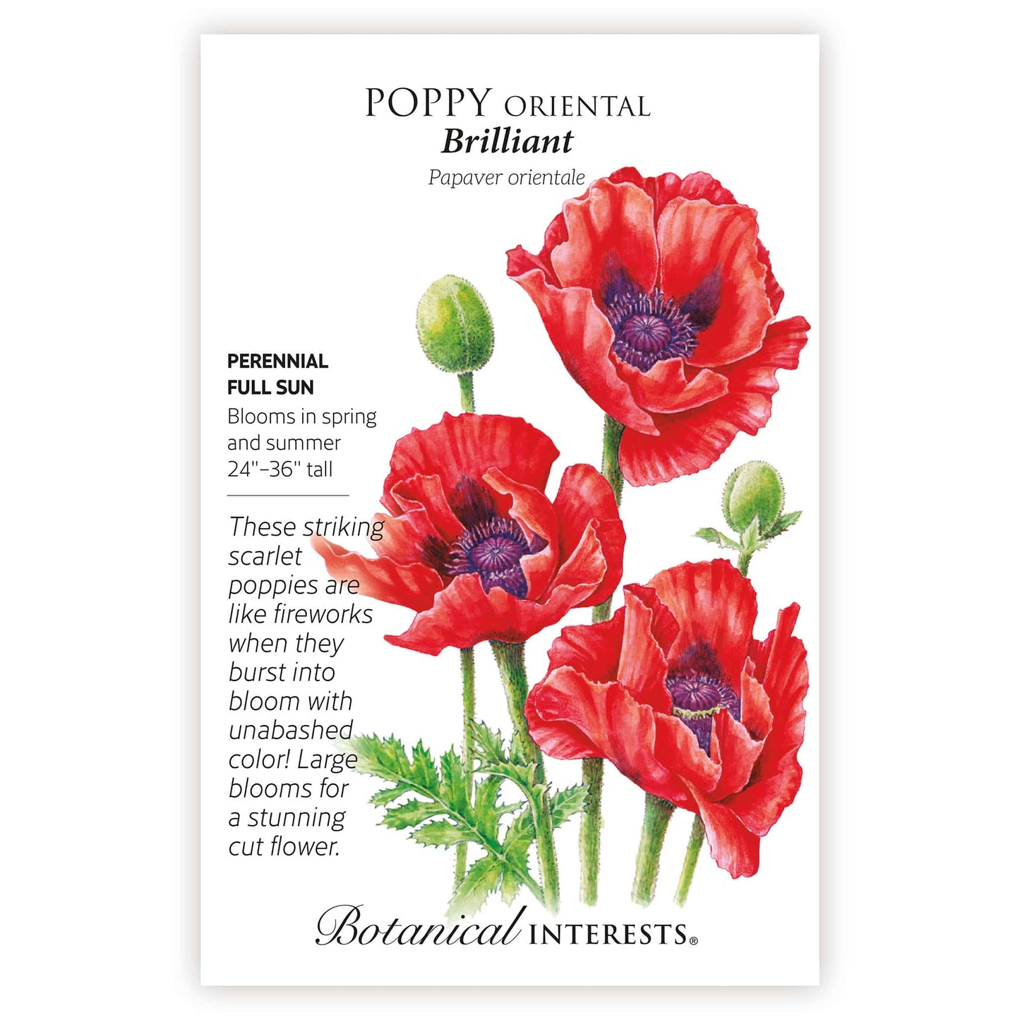 Brilliant Oriental Poppy Seeds