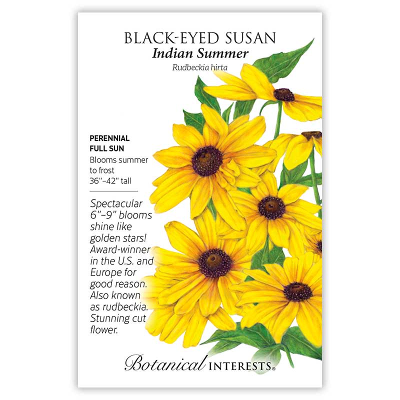 black eyed susan seeds from plant Indian Summer Black-Eyed Susan Seeds – Botanical Interests