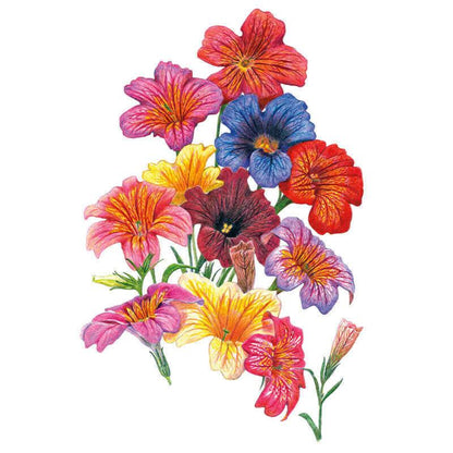 Superbissima Blend Salpiglossis Seeds