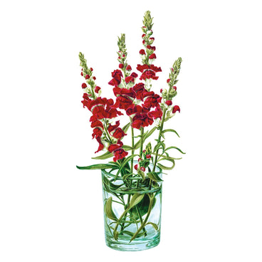 snapdragon flower seeds Botanical Interests Snapdragon Night and Day