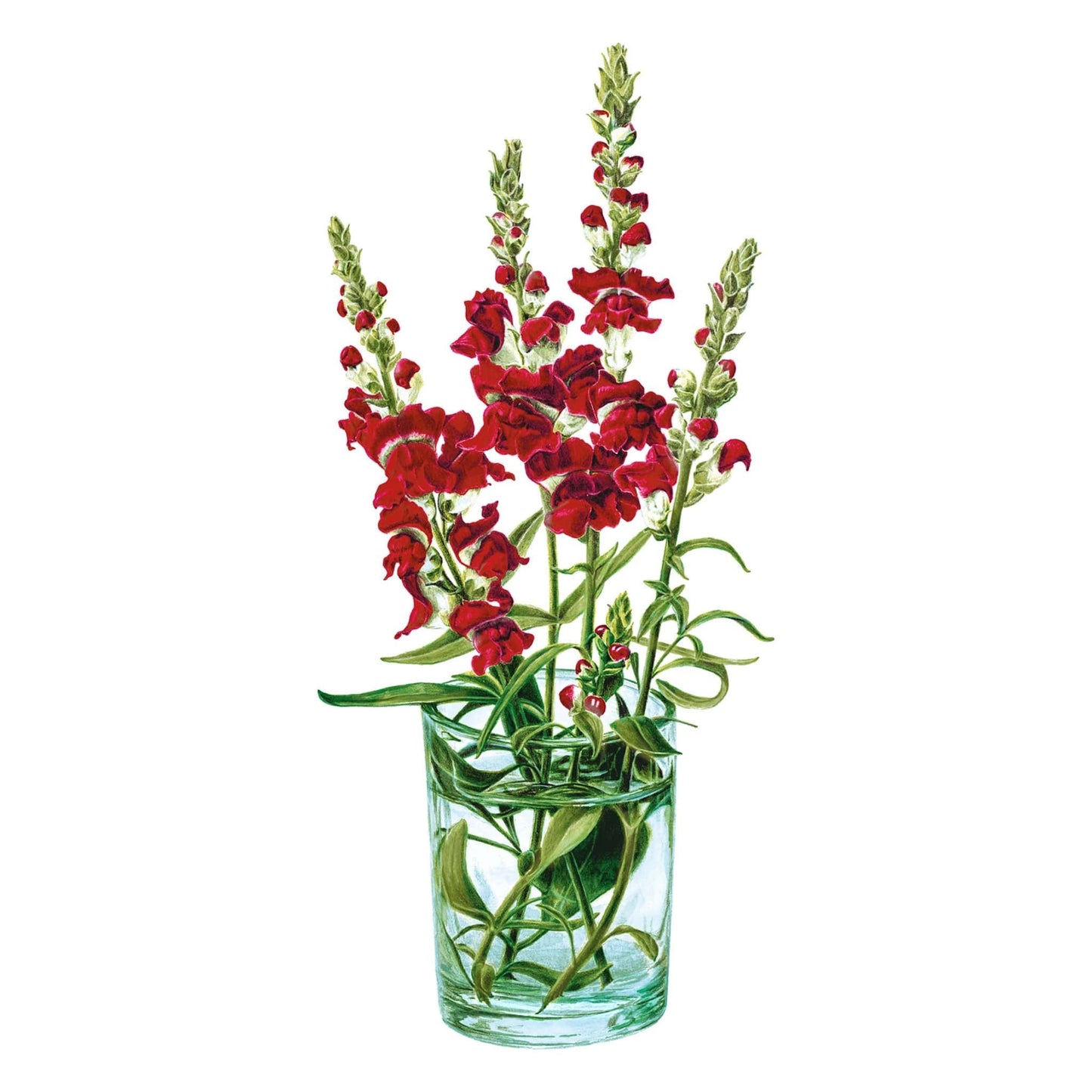 Night and Day Snapdragon Seeds