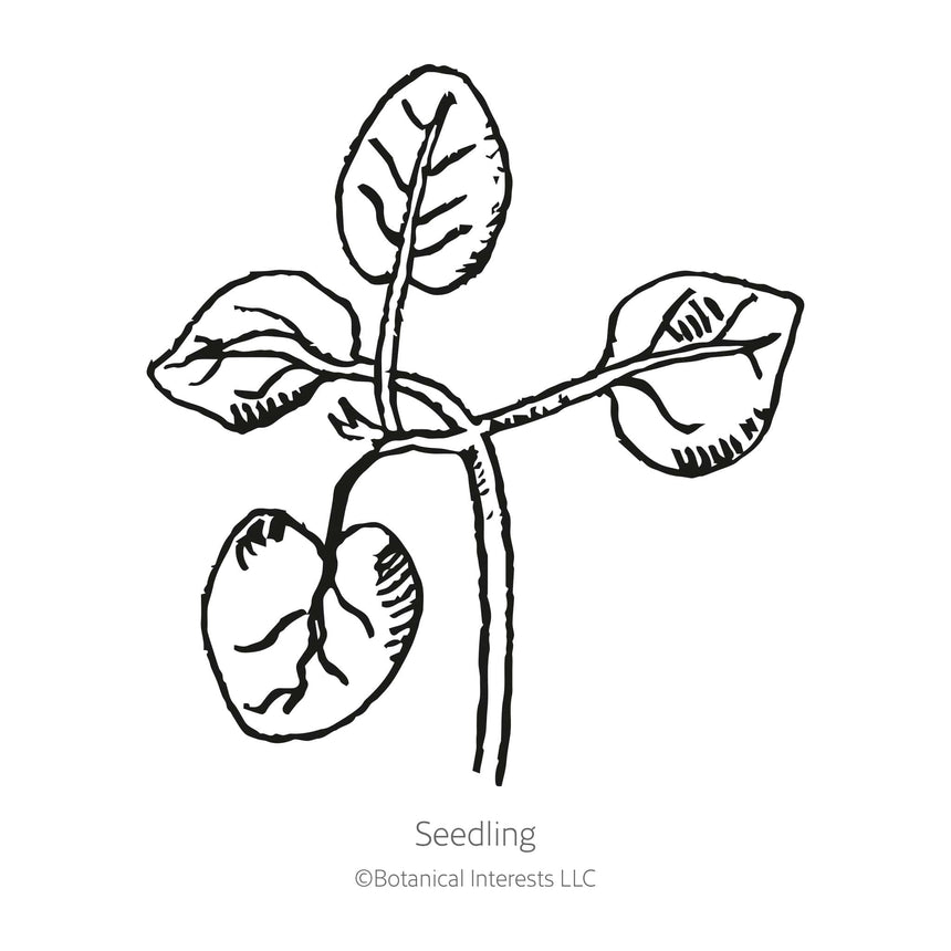 Night and Day Snapdragon Seeds
