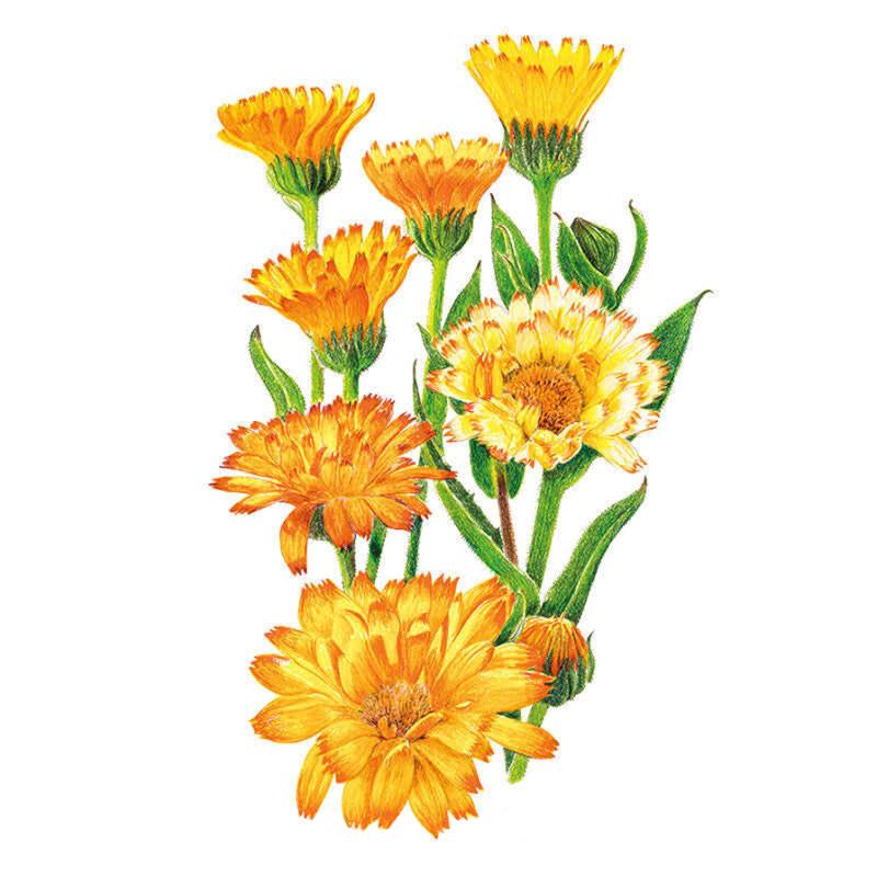 Oopsy Daisy Calendula (Pot Marigold) Seeds
